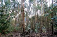 Ler notícia: Proprietários florestais com reservas da floresta na Agricultura se não tiver meios