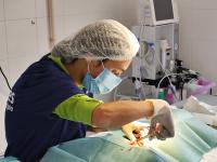 Abrantes tem proteção animal reforçada com viatura de recolha e sala de cirurgias (com áudio e fotos)