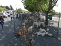 Mação: Ação solidária angariou 5 toneladas de ração para as matilhas de cães de caça (C/ÁUDIO e FOTOS