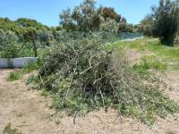 Mouriscas: Intervenção feita para aumentar a vitalidade da Oliveira do Mouchão (C/ ÁUDIO e FOTOS)