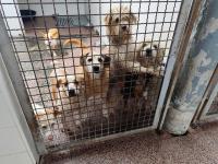 Abrantes tem proteção animal reforçada com viatura de recolha e sala de cirurgias (com áudio e fotos)