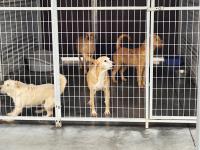 Abrantes tem proteção animal reforçada com viatura de recolha e sala de cirurgias (com áudio e fotos)