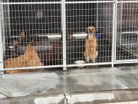 Abrantes tem proteção animal reforçada com viatura de recolha e sala de cirurgias (com áudio e fotos)