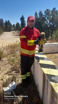 Bombeiros resgatam águia que caiu num tanque florestal (C/Fotos)