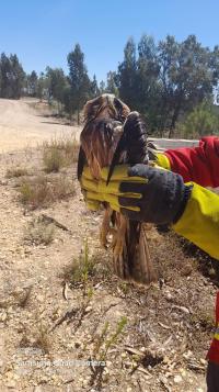 Bombeiros resgatam águia que caiu num tanque florestal (C/Fotos)