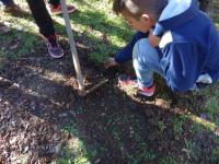 Ler notícia: Associação ambientalista Quercus oferceu 1,7 milhões de árvores em 15 anos