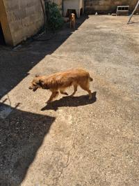 Ler notícia: Há relatos de tentativa de burla aos donos de animais desaparecidos 