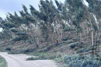 Ler notícia: Mau tempo deixa 610 ocorrências no Médio Tejo (c/áudio)