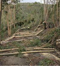 Ler notícia: MAI diz que limpeza de caminhos florestais e retirada de material lenhoso é um combate de todos