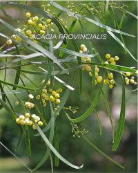 As acácias em flor são bonitas. Mas é uma invasora e com problemas para saúde