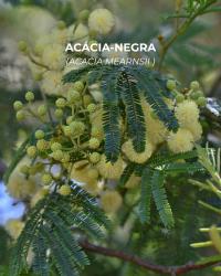 As acácias em flor são bonitas. Mas é uma invasora e com problemas para saúde