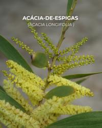 As acácias em flor são bonitas. Mas é uma invasora e com problemas para saúde