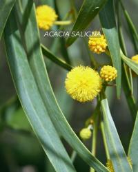 As acácias em flor são bonitas. Mas é uma invasora e com problemas para saúde