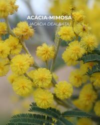 As acácias em flor são bonitas. Mas é uma invasora e com problemas para saúde