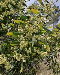 As acácias em flor são bonitas. Mas é uma invasora e com problemas para saúde