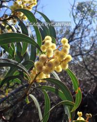 As acácias em flor são bonitas. Mas é uma invasora e com problemas para saúde