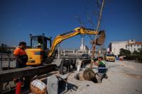 Ler notícia: Santuário de Fátima inicia plantação de novas árvores no recinto