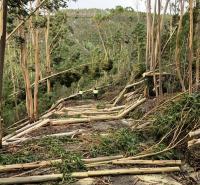Ler notícia: Produtores florestais pedem parques públicos de madeiras, para manter preços