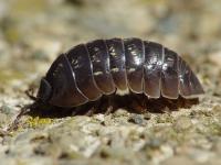 Ler notícia: Nova espécie de Bicho-de-Conta descoberta por bióloga portuguesa