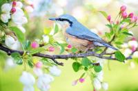 Ler notícia: Primavera começa hoje com temperaturas máximas até aos 24 graus