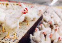Ler notícia: Estado atuou de forma «rapidíssima» no foco de gripe das aves em Santarém – ministro