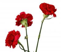 Ler notícia: Comemorações oficiais do 25 de Abril decorrem em vários locais e em três dias