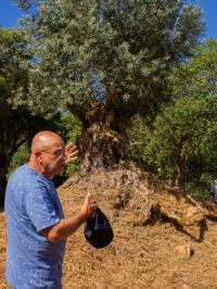 Apadrinha uma Oliveira celebra 3.º aniversário com a II Caminhada pela Rota das Oliveiras Centenárias