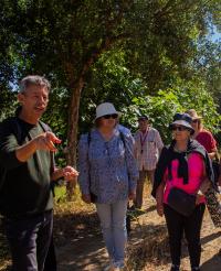 Apadrinha uma Oliveira celebra 3.º aniversário com a II Caminhada pela Rota das Oliveiras Centenárias
