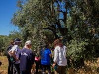 Apadrinha uma Oliveira celebra 3.º aniversário com a II Caminhada pela Rota das Oliveiras Centenárias