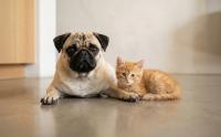 Ler notícia: Veterinários entregam petição na AR para baixar IVA dos cuidados com animais de companhia