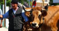 Ler notícia: Festa da Bênção do Gado regressa para preservar tradição centenária