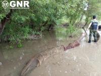 Ler notícia: GNR apreende quase uma centena de nassas para pesca ilegal