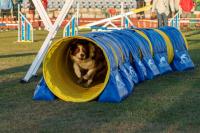 Abrantes foi a capital mundial canina (c/foto reportagem)