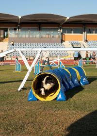 Abrantes foi a capital mundial canina (c/foto reportagem)