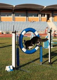 Abrantes foi a capital mundial canina (c/foto reportagem)