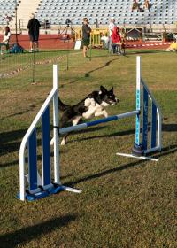 Ler notícia: Abrantes foi a capital mundial canina (c/foto reportagem)