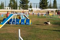 Abrantes foi a capital mundial canina (c/foto reportagem)