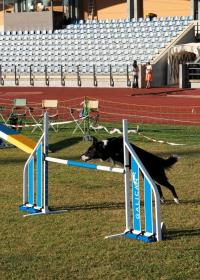 Abrantes foi a capital mundial canina (c/foto reportagem)