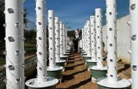 Ler notícia: Reclusos de Torres Novas cuidam de horta vertical em projeto solidário (c/áudio)