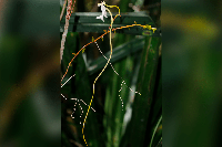 Ler notícia: Descoberta nova espécie de orquídea de Madagáscar
