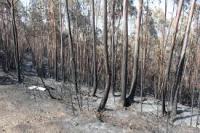 Ler notícia: GNR deteve 173 suspeitos do crime de incêndio em 2026