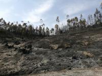 Ler notícia: Área ardida este ano quase que triplicou face a 2024 e fogos aumentaram 68%