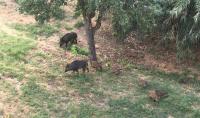 Ler notícia: Quercus defende plano «estruturado e abrangente» para controlar aumento de javalis