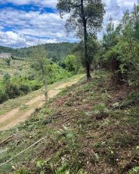 Ler notícia: Prazo para limpeza de terrenos alargado até 30 de junho em todo o território