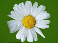 Ler notícia: Oferta de plantas assinala Primavera