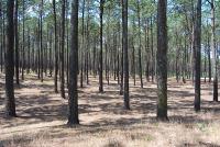 Ler notícia: Quercus pede regeneração e florestas diversificadas e autóctones