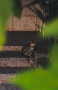 Ler notícia: Estratégia e primeiro censo para animais errantes conhecidos até fim do ano