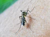 Ler notícia: Aumento de doenças transmitidas por mosquitos serão «novo normal» na Europa