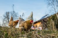 Ler notícia: Portugal volta a estar livre da gripe das aves