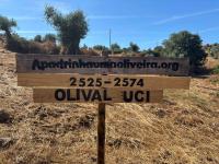 Ler notícia: UCI Portugal apadrinha olival em Abrantes